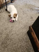 Patch , a male Jack Russell Terrier and Parson Russell Terrier for sale in Richards, MO – Photo 3 of 3