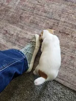 Oscar, a male Jack Russell Terrier and Parson Russell Terrier for sale in Richards, MO – Photo 2 of 3