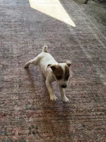 Oscar, a male Jack Russell Terrier and Parson Russell Terrier for sale in Richards, MO – Photo 1 of 3