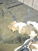 Chief, a male Jack Russell Terrier for sale in Richards, MO – 2 of 4