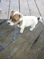 Charger, a male Jack Russell Terrier for sale in Richards, MO – 4 of 4