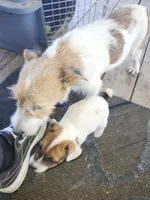 Charger, a male Jack Russell Terrier for sale in Richards, MO – 3 of 4