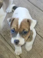 Charger, a male Jack Russell Terrier for sale in Richards, MO – 1 of 4