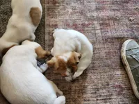 Specks, a male Jack Russell Terrier and Parson Russell Terrier for sale in Richards, MO – Photo 2 of 5