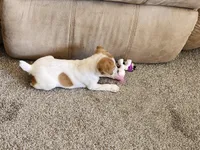 Specks, a male Jack Russell Terrier and Parson Russell Terrier for sale in Richards, MO – Photo 4 of 5