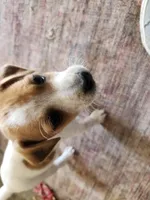 Specks, a male Jack Russell Terrier and Parson Russell Terrier for sale in Richards, MO – Photo 1 of 5