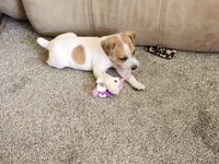 Specks, a male Jack Russell Terrier and Parson Russell Terrier for sale in Richards, MO – Photo 3 of 5