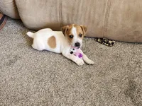 Specks, a male Jack Russell Terrier and Parson Russell Terrier for sale in Richards, MO – Photo 5 of 5
