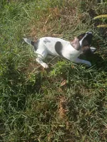 Richard, a male Jack Russell Terrier for sale in Richards, MO – 2 of 3