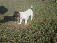Richard, a male Jack Russell Terrier for sale in Richards, MO – 3 of 3