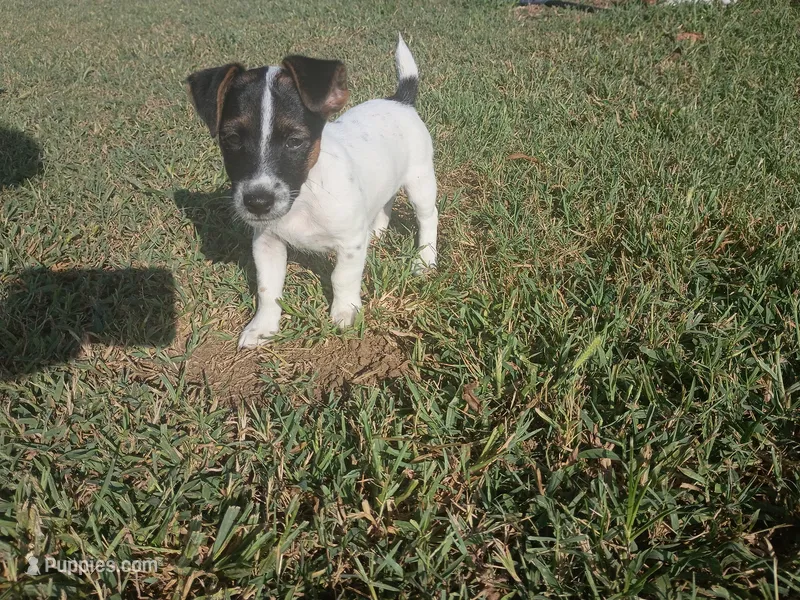 Richard – Jack Russell Terrier puppy for sale in Richards, MO