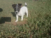 Richard, a male Jack Russell Terrier for sale in Richards, MO – 1 of 3