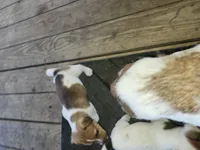 Chief, a male Jack Russell Terrier for sale in Richards, MO – 3 of 4