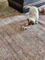 Pony Boy, a male Jack Russell Terrier and Parson Russell Terrier for sale in Richards, MO – Photo 5 of 5