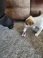 Pony Boy, a male Jack Russell Terrier and Parson Russell Terrier for sale in Richards, MO – Photo 4 of 5