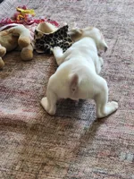 Pony Boy, a male Jack Russell Terrier and Parson Russell Terrier for sale in Richards, MO – Photo 2 of 5