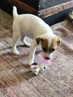 Pony Boy, a male Jack Russell Terrier and Parson Russell Terrier for sale in Richards, MO – Photo 1 of 5