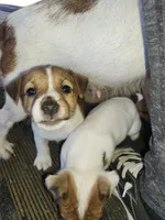 Chief, a male Jack Russell Terrier for sale in Richards, MO – 4 of 4