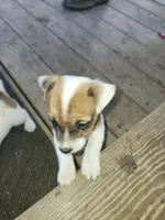 Charger, a male Jack Russell Terrier for sale in Richards, MO – 2 of 4