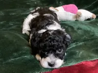 Arlo, a male Miniature Goldendoodle for sale in Tracy, CA – 5 of 8