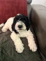 Ollie, a male Miniature Goldendoodle for sale in Tracy, CA – 4 of 10