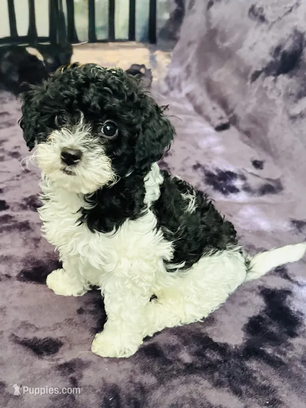 Arlo – Miniature Goldendoodle puppy for sale in Tracy, CA