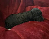 Nugget, a female Miniature Goldendoodle for sale in Tracy, CA – 5 of 6
