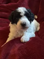 Sasha, a male Miniature Goldendoodle for sale in Tracy, CA – 2 of 10