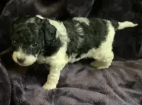 Arlo, a male Miniature Goldendoodle for sale in Tracy, CA – 8 of 10