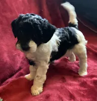 Gigi , a female Miniature Goldendoodle for sale in Tracy, CA – 7 of 8