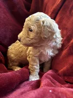 Goldie, a female Miniature Goldendoodle for sale in Tracy, CA – 3 of 9