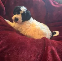 Sasha, a male Miniature Goldendoodle for sale in Tracy, CA – 10 of 10