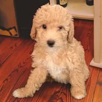 Goldie, a female Miniature Goldendoodle for sale in Tracy, CA – 2 of 9