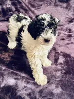 Boby, a male Miniature Goldendoodle for sale in Tracy, CA – 7 of 8