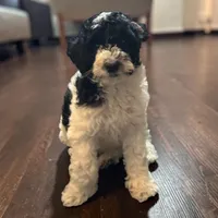 Orie , a male Miniature Goldendoodle for sale in Tracy, CA – 6 of 7
