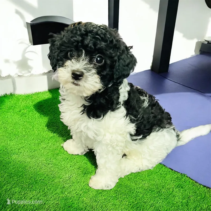 Arlo – Miniature Goldendoodle puppy for sale in Tracy, CA