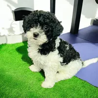 Arlo, a male Miniature Goldendoodle for sale in Tracy, CA – 1 of 8