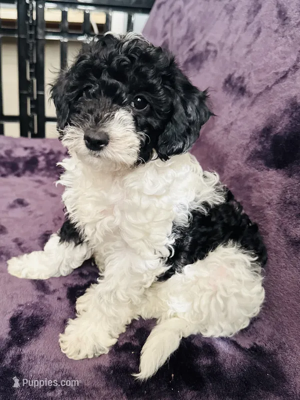 Gigi  – Miniature Goldendoodle puppy for sale in Tracy, CA