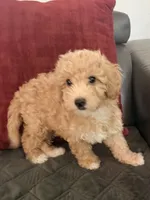 Goldie, a female Miniature Goldendoodle for sale in Tracy, CA – 8 of 9