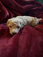 Goldie, a female Miniature Goldendoodle for sale in Tracy, CA – 4 of 9