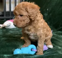 Ginger , a female Miniature Goldendoodle for sale in Tracy, CA – 4 of 9