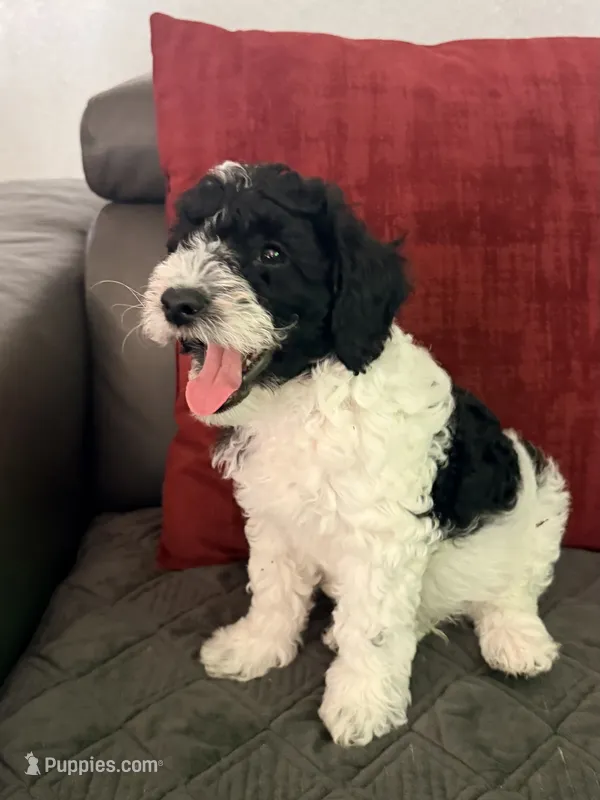 Ollie – Miniature Goldendoodle puppy for sale in Tracy, CA
