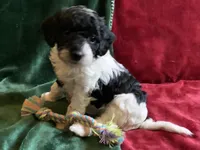 Gigi , a female Miniature Goldendoodle for sale in Tracy, CA – 1 of 8