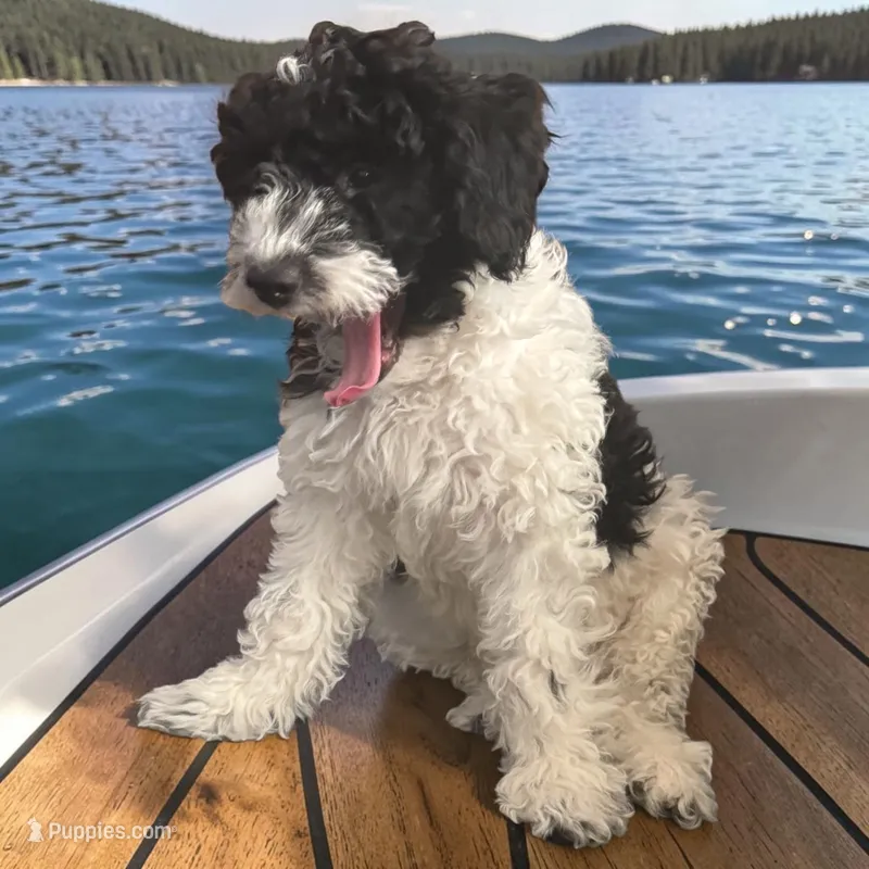 Orie  – Miniature Goldendoodle puppy for sale in Manteca, CA