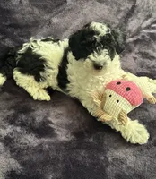 Boby, a male Miniature Goldendoodle for sale in Tracy, CA – 7 of 10