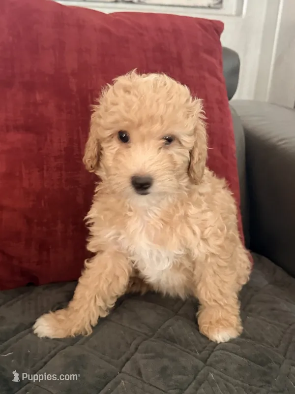 Goldie – Miniature Goldendoodle puppy for sale in Tracy, CA