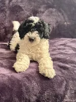 Boby, a male Miniature Goldendoodle for sale in Tracy, CA – 10 of 10