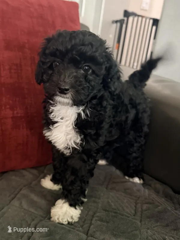 Kiki – Miniature Goldendoodle puppy for sale in Tracy, CA