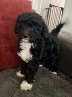 Kiki, a male Miniature Goldendoodle for sale in Tracy, CA – 1 of 7