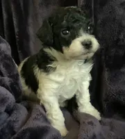 Arlo, a male Miniature Goldendoodle for sale in Tracy, CA – 4 of 10